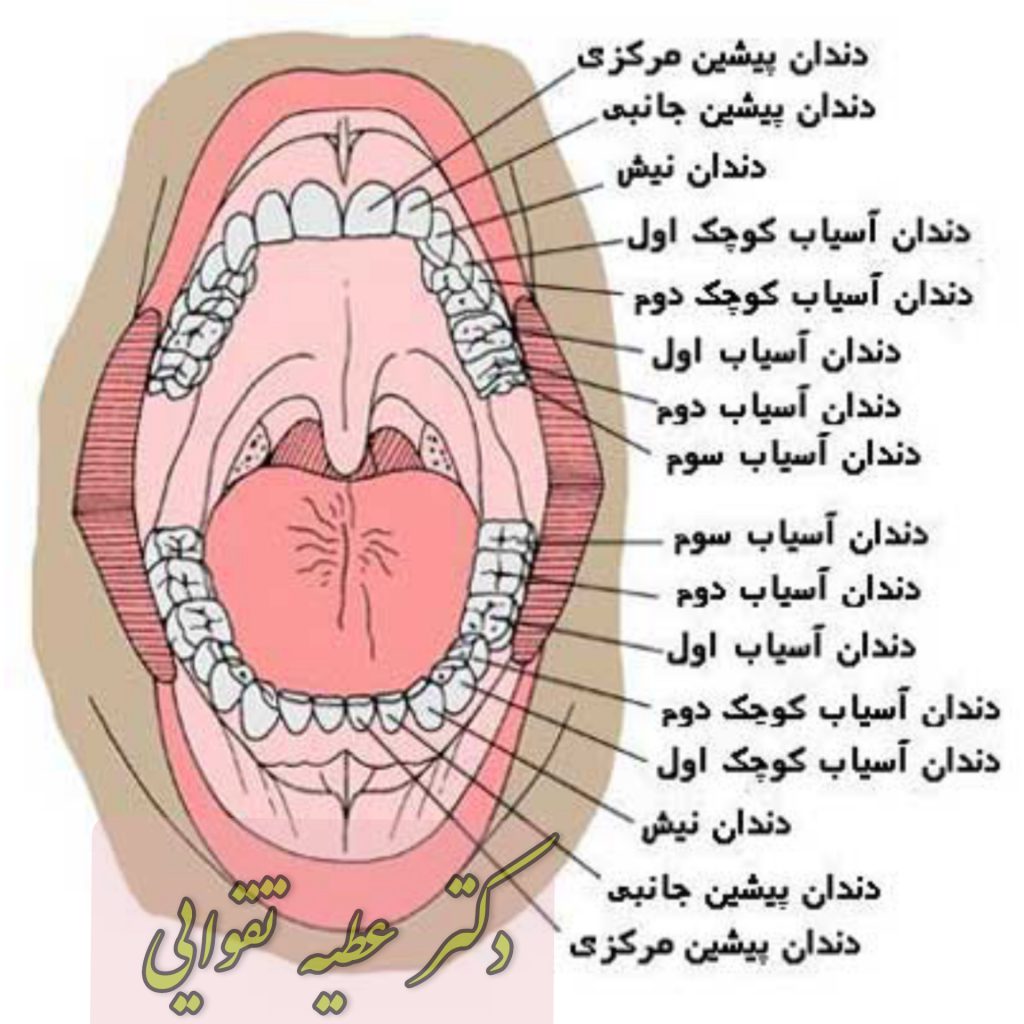 آناتومی دندان(عصب و ریشه)