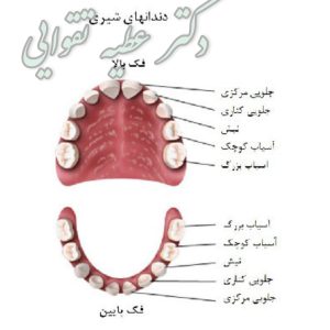 آناتومی دندان کودکان